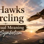2 Hawks Circling Spiritual Meaning and Symbolism