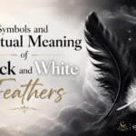 Symbols and Spiritual Meaning of Black and White Feathers