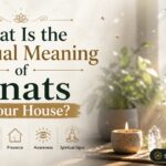 What Is the Spiritual Meaning of Gnats in Your House?
