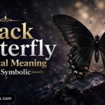Black Butterfly Spiritual Meaning and SymbolicBlack Butterfly Spiritual Meaning and Symbolic