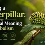 Seeing a Caterpillar: Spiritual Meaning & Symbolism