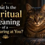 What Is the Spiritual Meaning of a Cat Staring at You?