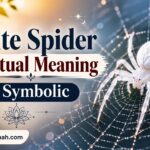 White Spider Spiritual Meaning and Symbolic