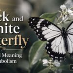 Black and White Butterfly Spiritual Meaning & Symbolism