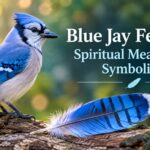 Blue Jay Feather: Spiritual Meaning & Symbolism