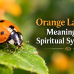 Orange Ladybug Meaning and Spiritual Symbolism